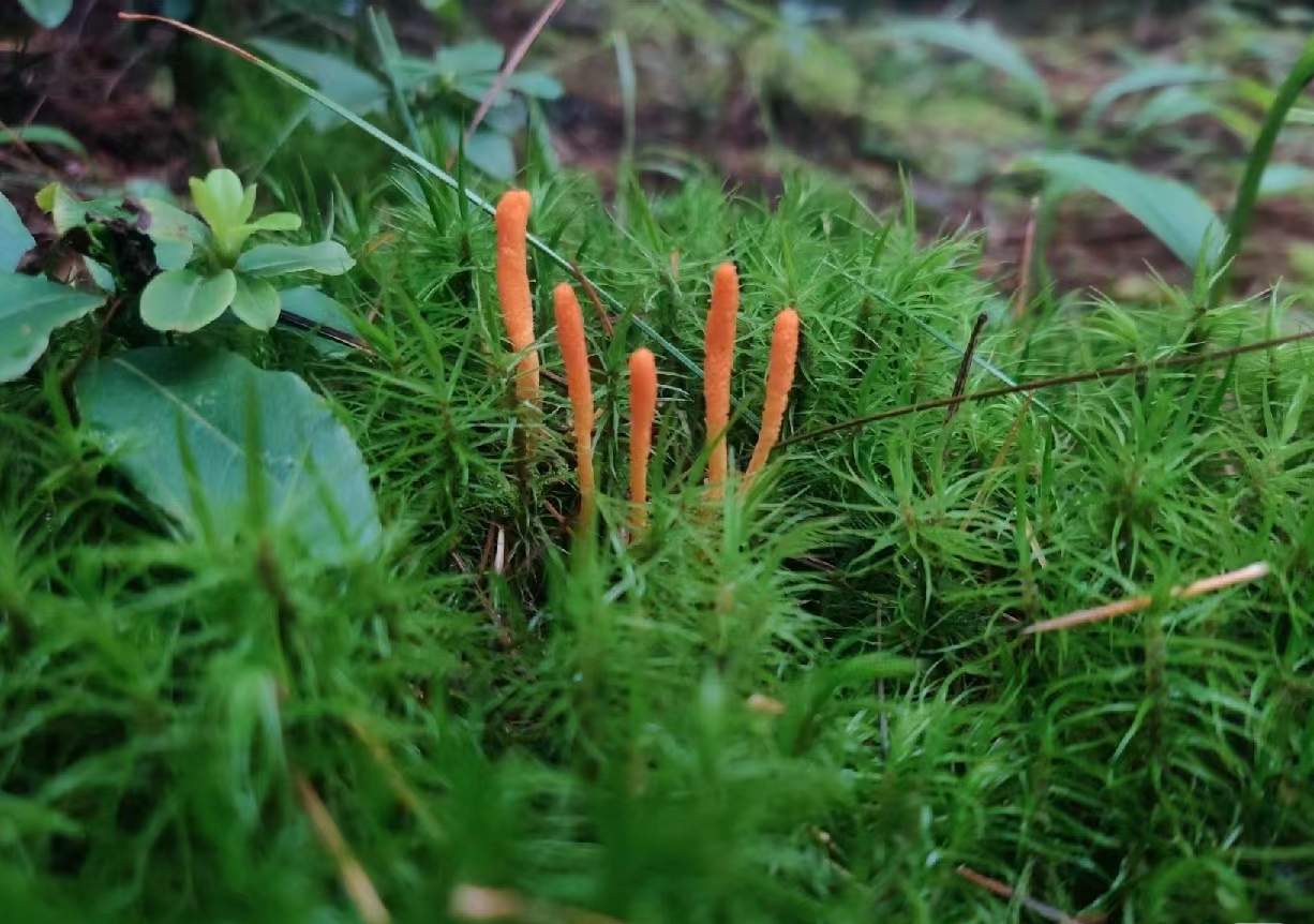 人参蛹虫草花胶汤